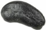 Large Fossil Whale Ear Bone - South Carolina #346968-1